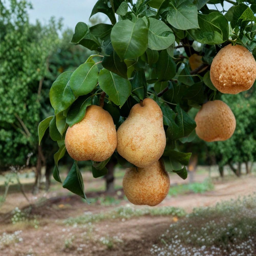 Blake's Pride European Pear Tree – Pyrus communis Bare Root Tree Fire Blight Resistant Sweet Golden Pears Backyard Orchard