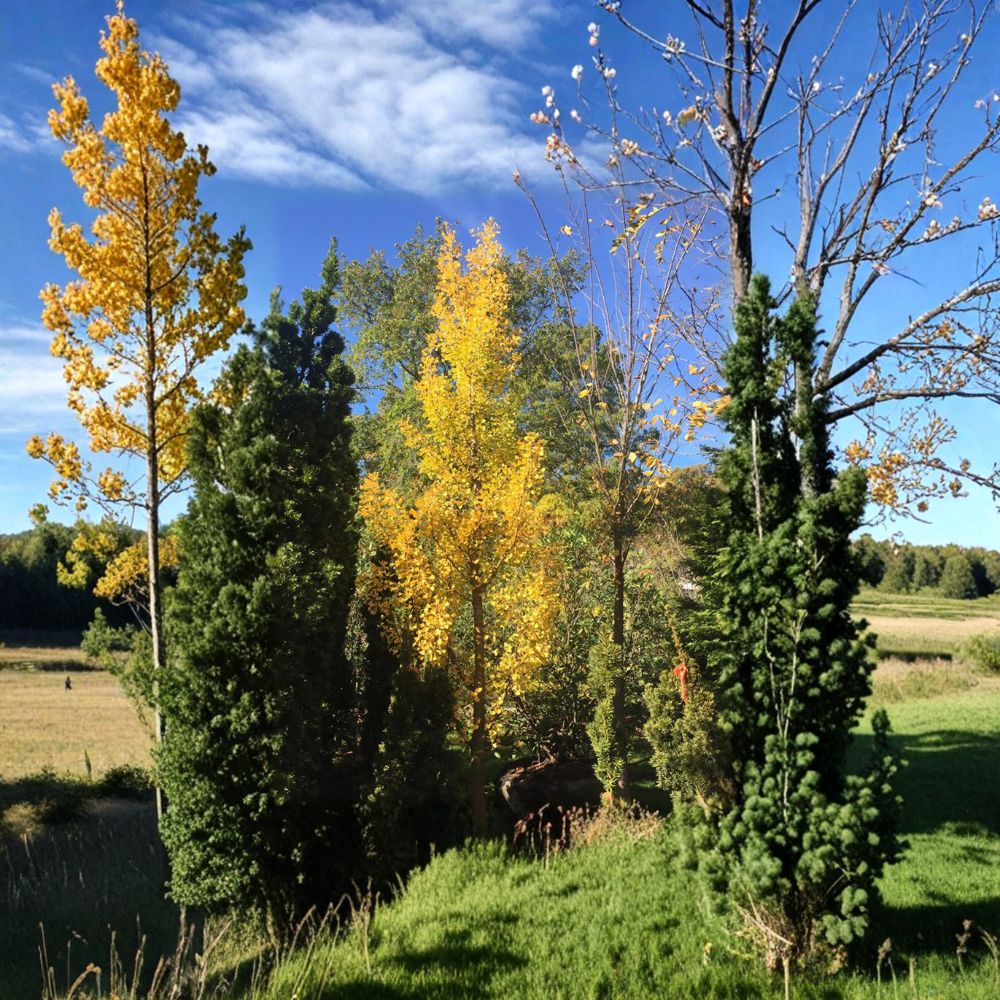 Live Male Ginkgo Tree – Grindstone Columnar Ginkgo, 15 Inch Tall, Narrow Upright Ginkgo biloba, 1 Gallon Pot, Ornamental Landscape Tree