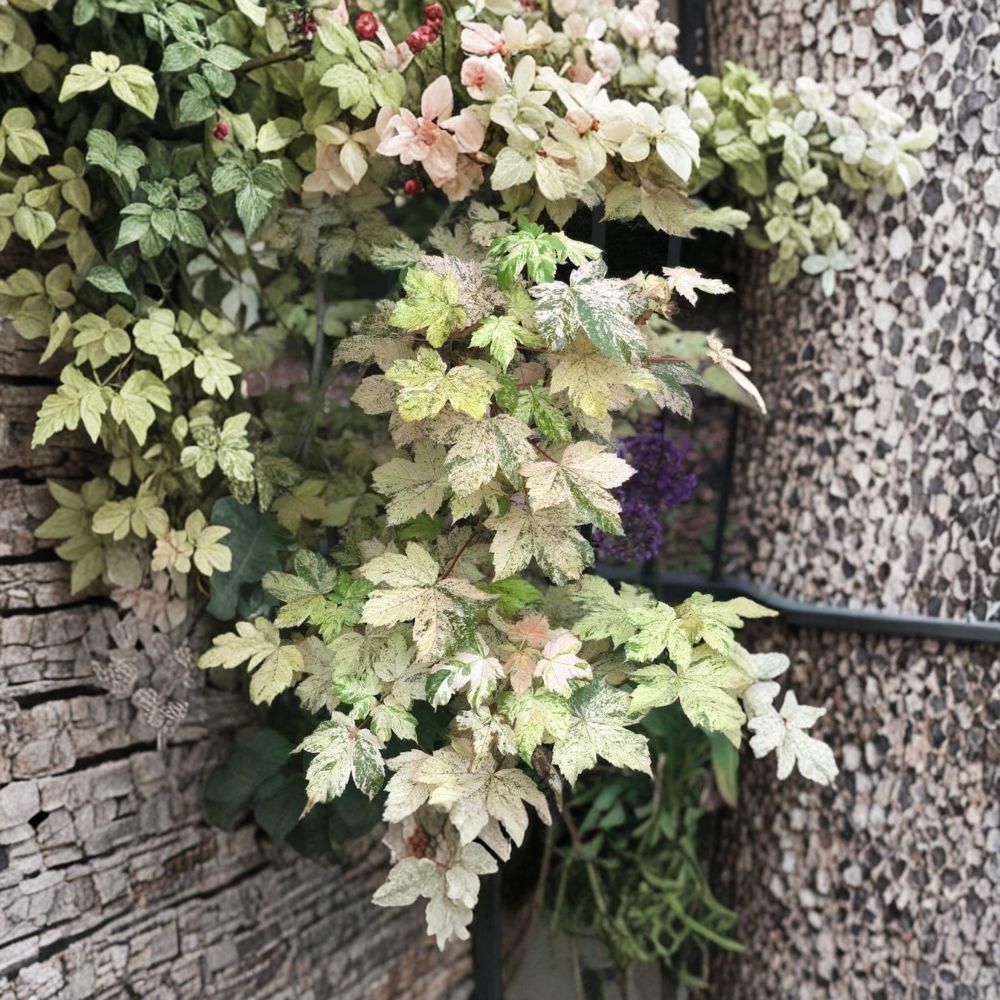 Esk Sunset Maple Acer pseudoplatanus ‘Esk Sunset’ Variegated Sycamore in #3 Container, 30–40 Inch Tall Garden Tree