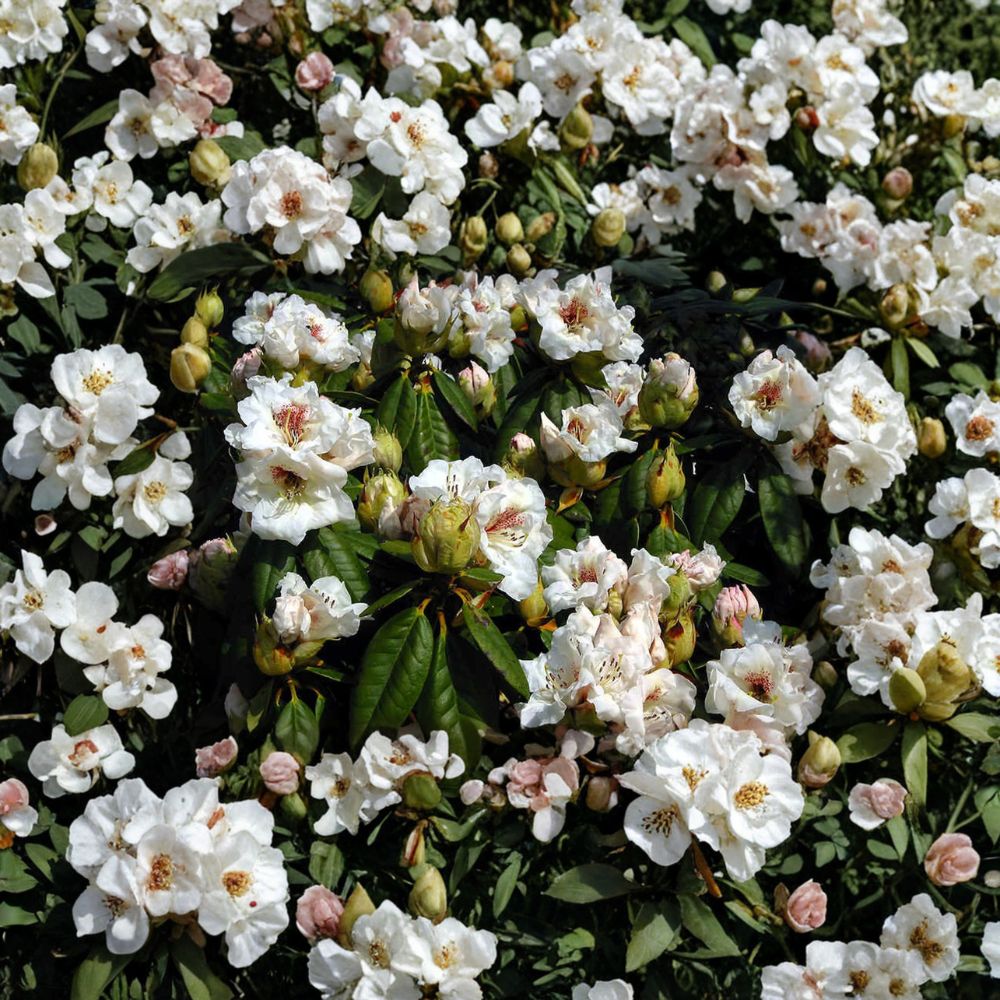 Rhododendron ‘Harvest Moon’ Live Evergreen Shrub | White Blooms with Red Blotch | Hardy Landscape Plant | #2 Container Grown