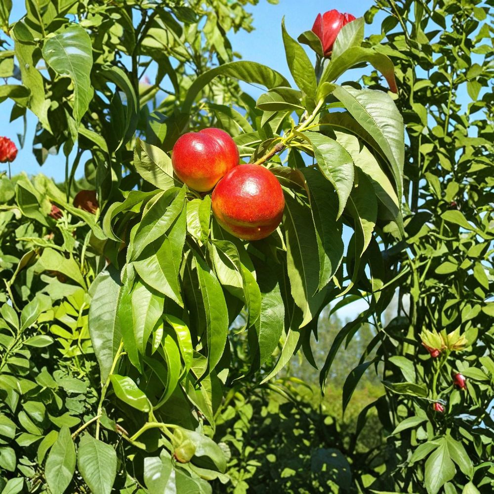Red Gold Nectarine Tree – Grafted Live Fruit Tree with Sweet Freestone Nectarines | Zones 5–8