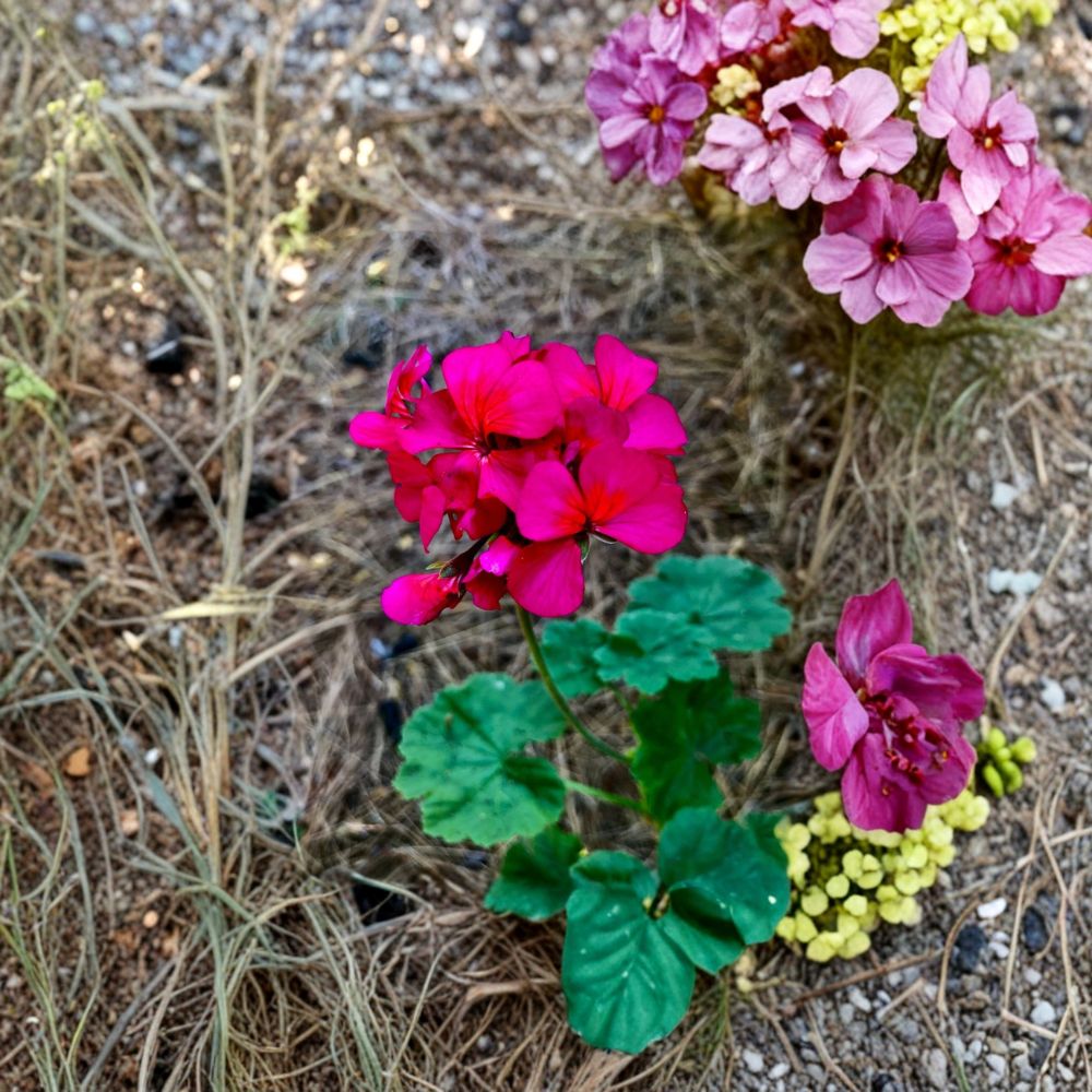 Hot Pink Orange Center Geranium Cutting – Pelargonium Zonal, 6-Inch Live Plant for Patio & Container, Magenta Blooms, Easy to Root