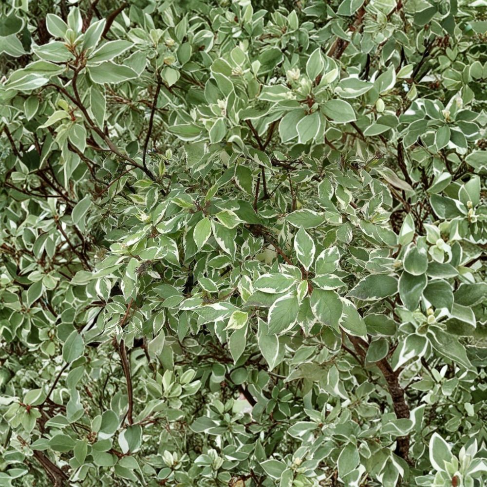 Cornus alba ‘Ivory Halo’ – Variegated Red Twig Dogwood Shrub with Red Winter Stems – #2 Container Plant