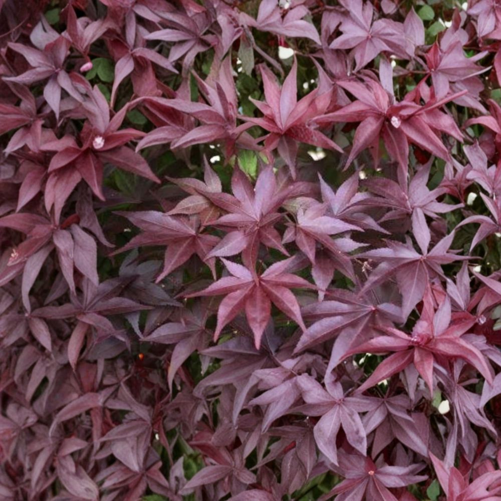 Acer palmatum Whitney Red Upright Japanese Maple Live Tree – Red Foliage, Cold Hardy, Container Size #3