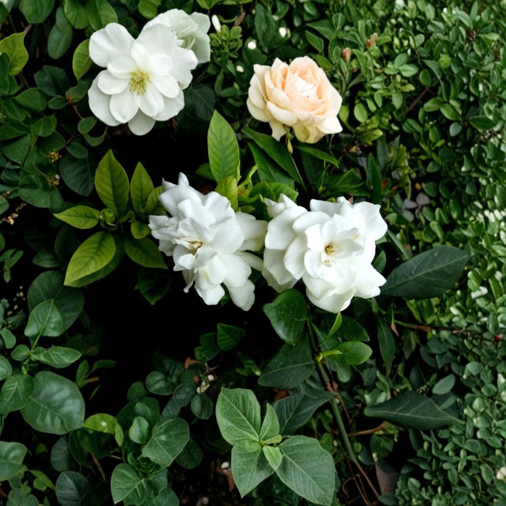Heirloom Gardenia Plant – Gardenia jasminoides Live Shrub, Fragrant White Blooms, 1 Ft Bare Root, Garden, Patio, Landscaping