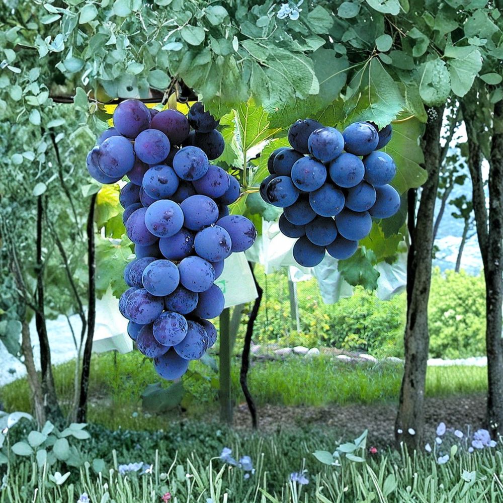 Japanese Kyoho Grape Plant – Vitis vinifera Live Vine in Nursery Pot | Giant Sweet Table Grape Variety