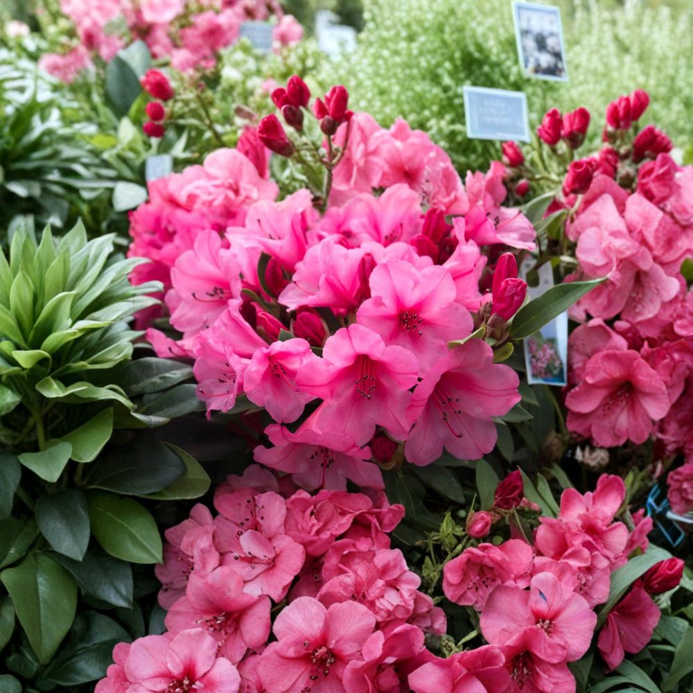 Dwarf Evergreen Rhododendron ‘Kimbeth’ – Rose Pink Bell-Shaped Blooms, Container Plant, Compact Shrub, Garden & Landscape Plant