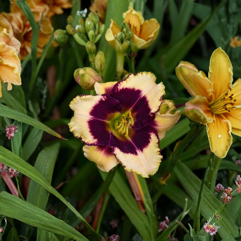 Blackthorne Daylily Bare Root Plants – Cream and Purple Hemerocallis Hardy Perennial Flower Reblooming Garden Plant