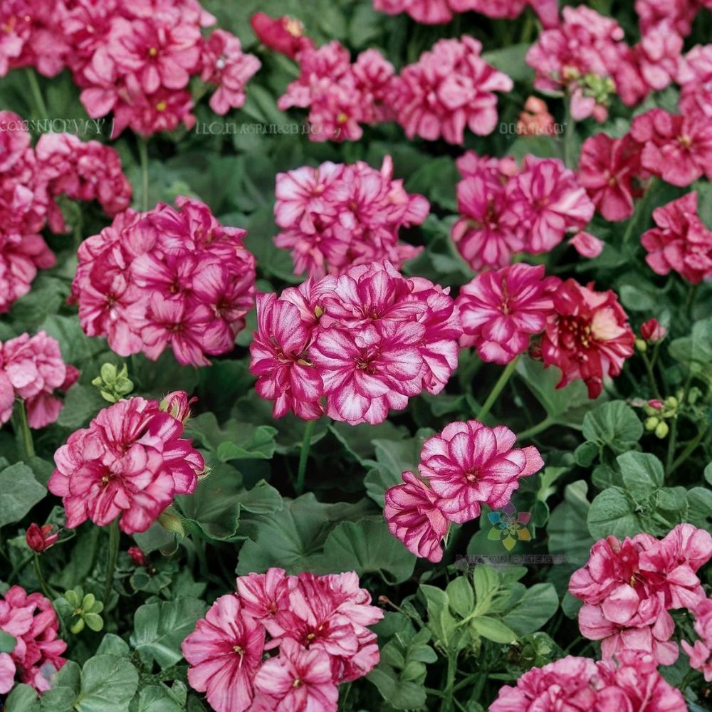 Precision Burgundy Ice Ivy Geranium Seeds – Pelargonium peltatum, Trailing Burgundy & White Blooms, Hanging Basket Flowers, Easy to Grow, 25+ Seeds
