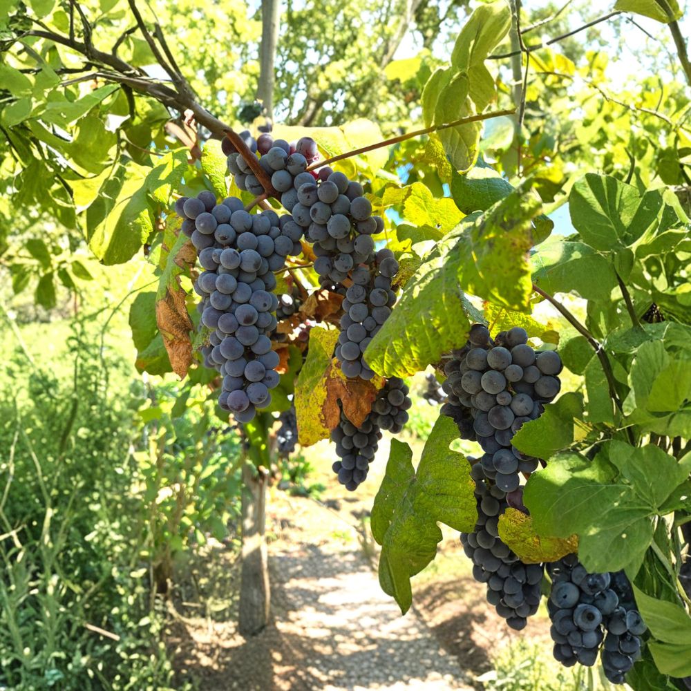 Steuben Table Grape Plant – Japanese Tsuruta Grape Vine, Cold Hardy Fruit Plant for Home Gardens, Sweet Edible Berries, Vitis vinifera