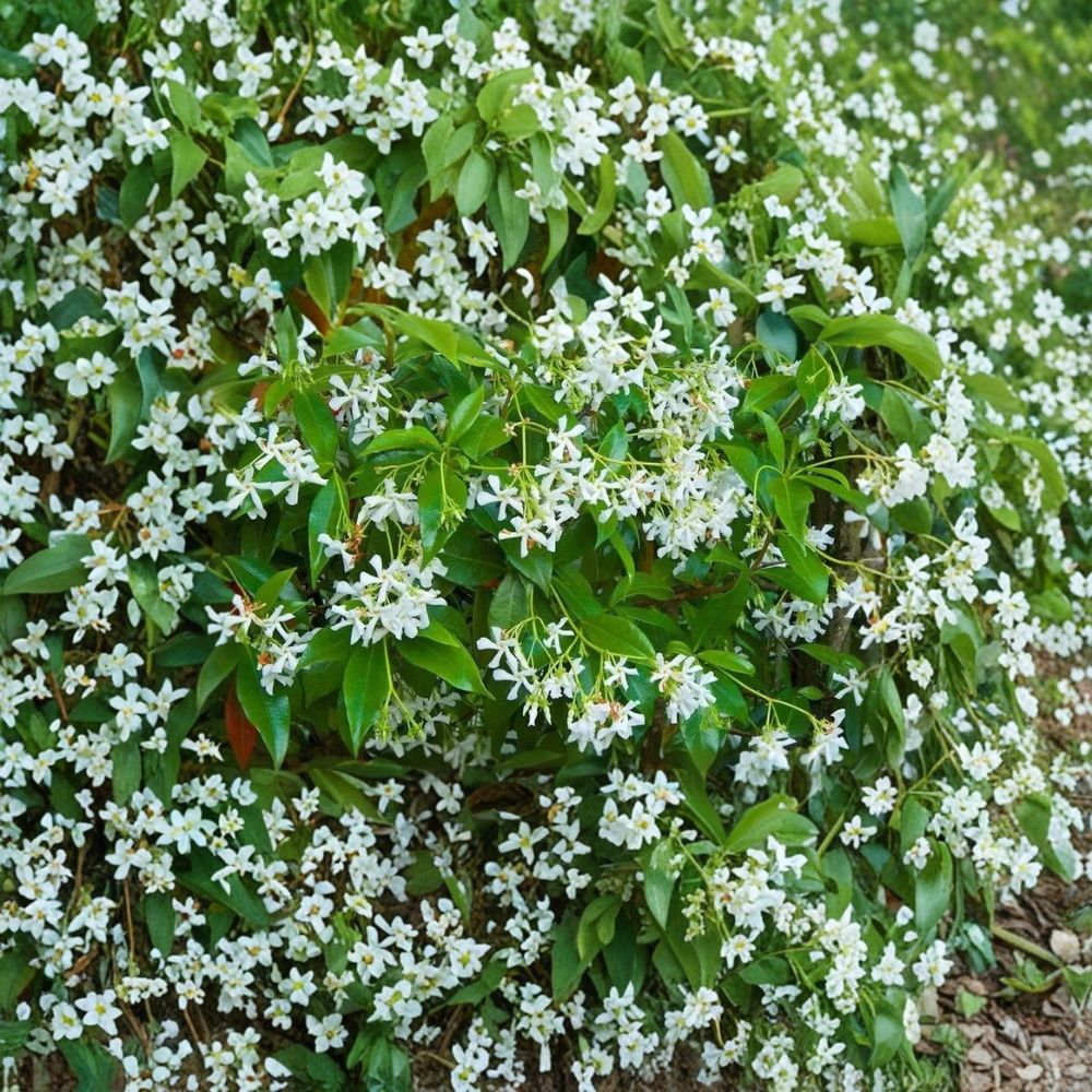 Star Jasmine Cuttings – 5 Unrooted Propagation Ready Vines – Trachelospermum jasminoides – Fragrant Garden Climber