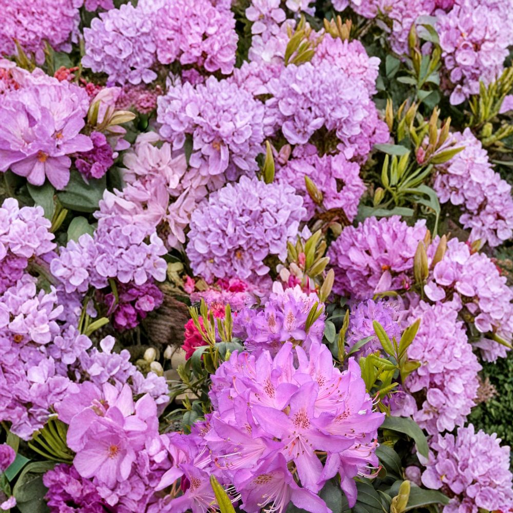 Rhododendron ‘Purpureum Elegans’ Live Evergreen Shrub – Lavender Purple Blooms, Hardy Landscape Plant, Field Grown, 12–15 Inches