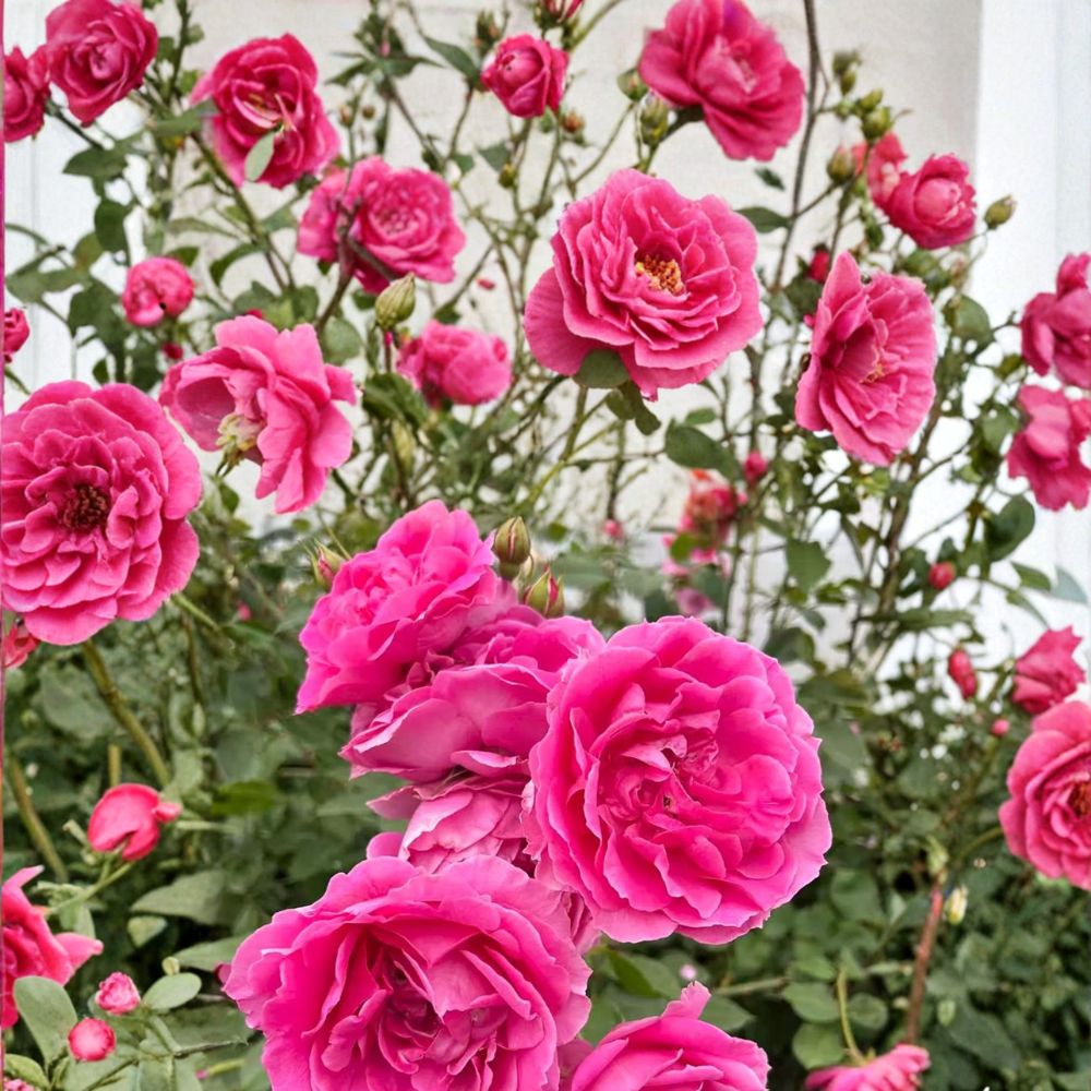 Climbing Rose Plant – Large Pink Double Blooms, Hardy Repeat Flowering Vine in Nursery Pot, Ideal for Trellises & Arbors, Rosa 'Parade'