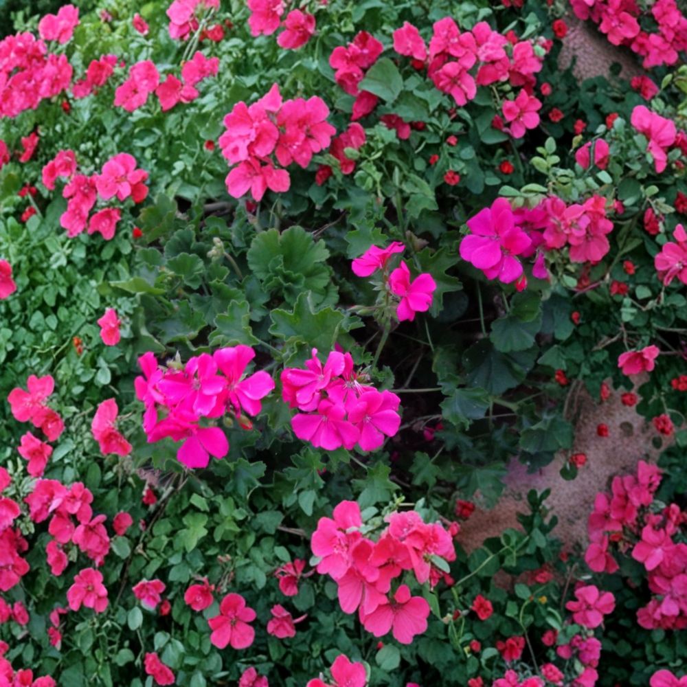 Bright Pink Ivy Geranium Cuttings – Pelargonium peltatum – 3 Live 6-Inch Trailing Flower Plants for Hanging Baskets & Patio