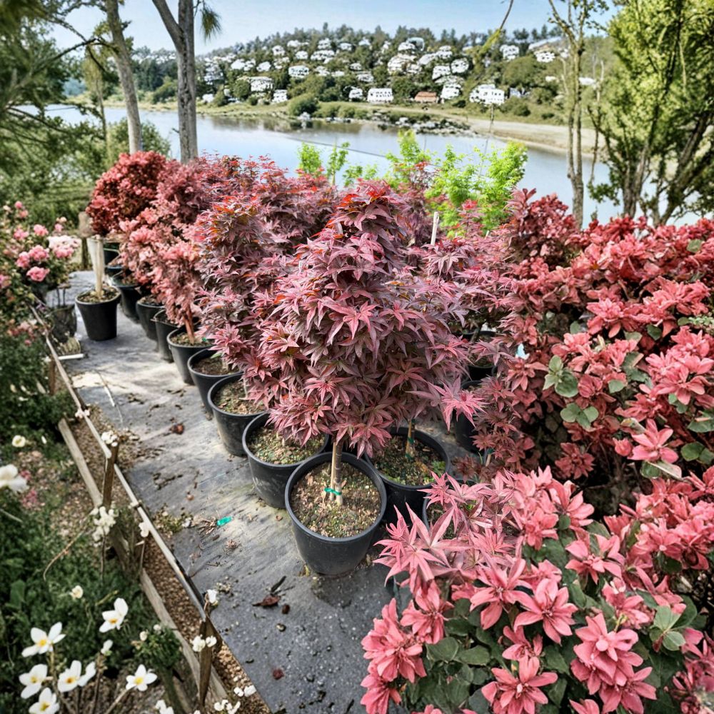 Acer palmatum ‘Twombly’s Red Sentinel’ Columnar Japanese Maple Tree – Red Foliage, Narrow Upright, Container Size #3
