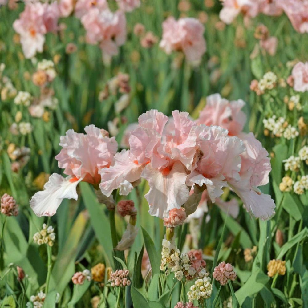 Lenora Pearl Bearded Iris – 3 Live Rhizomes, Reblooming Pink Flowers, Hardy Perennial Garden Plant, Border Iris, #1 Grade