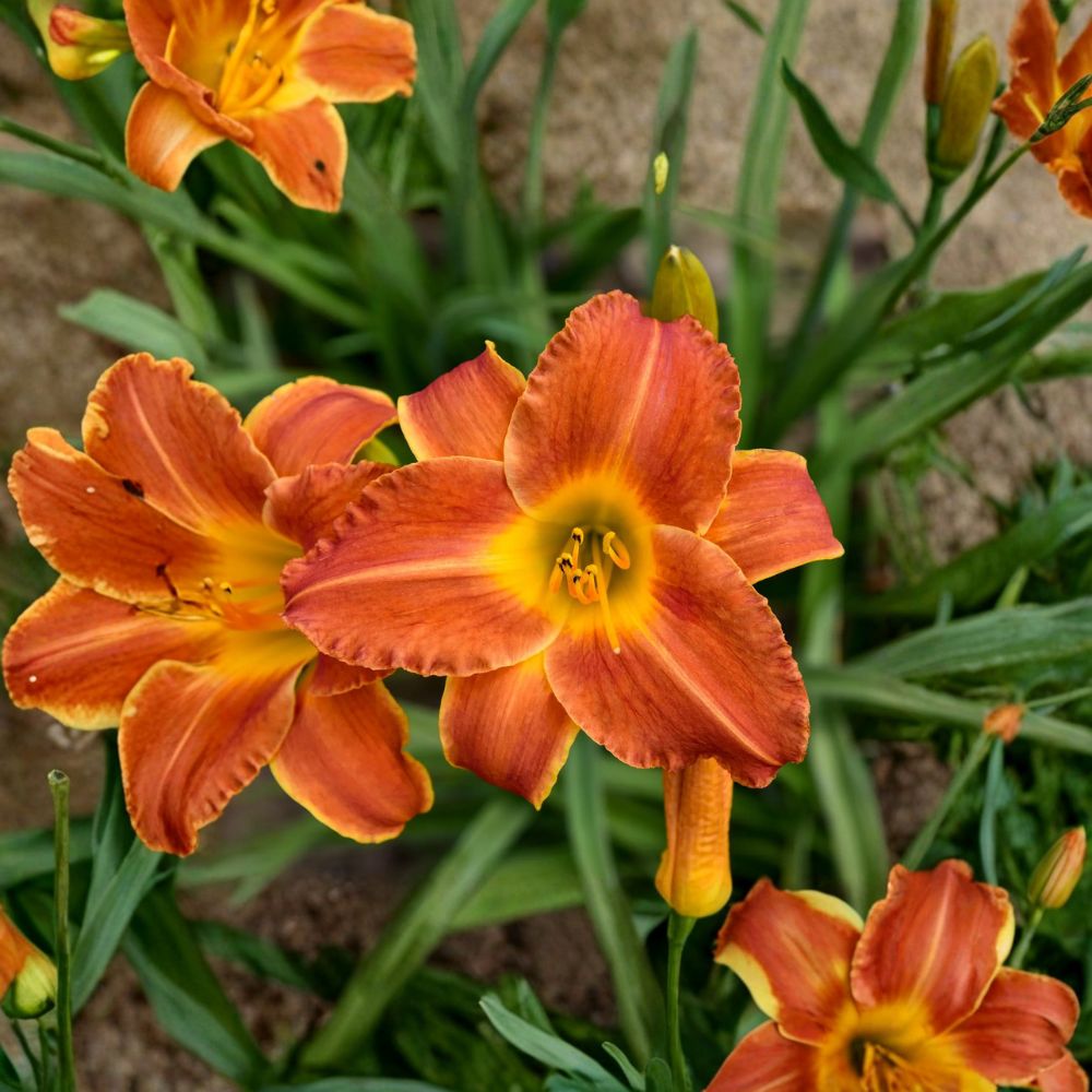 Bright Sunset Daylily Bare Root Plants – Fragrant Orange Hemerocallis Hardy Perennial Flower Set of 3