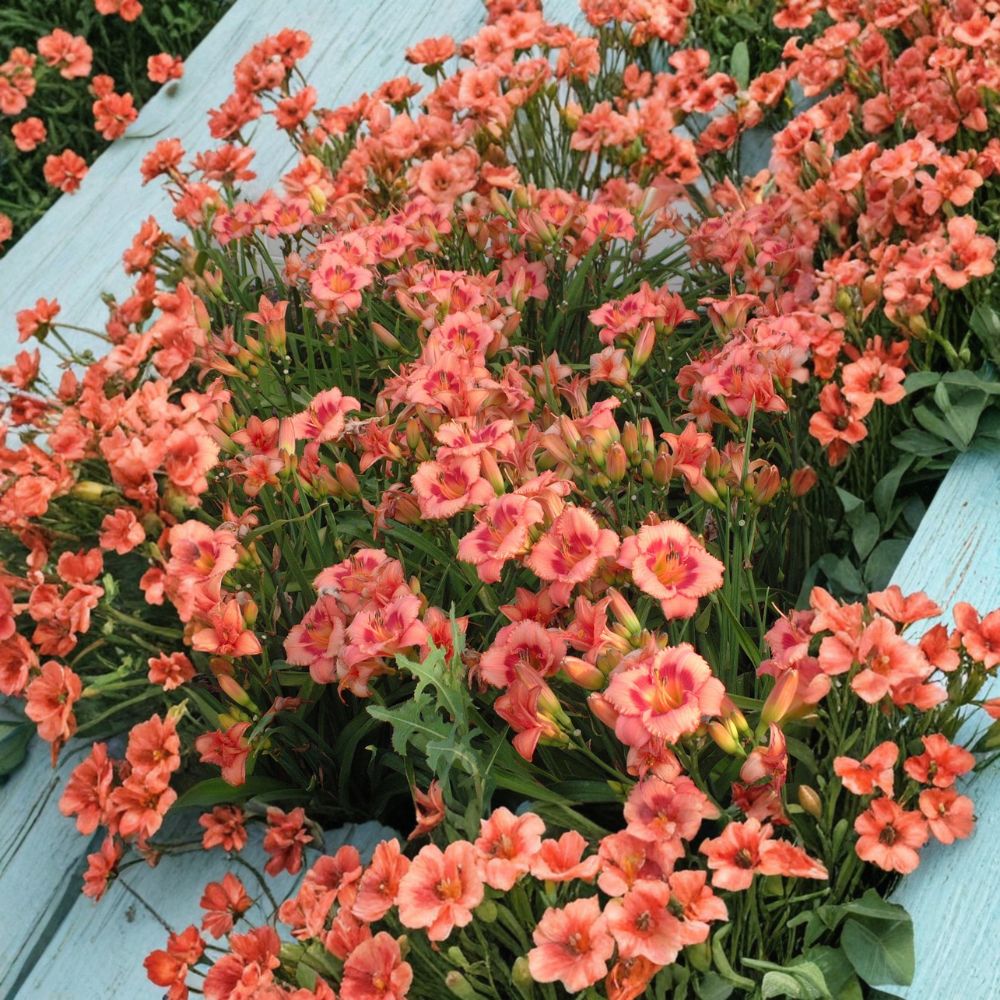 Strawberry Candy Daylily – 3 Live Bare Root Plants – Pink Reblooming Perennial Flower – Hemerocallis – Hardy Garden Flower