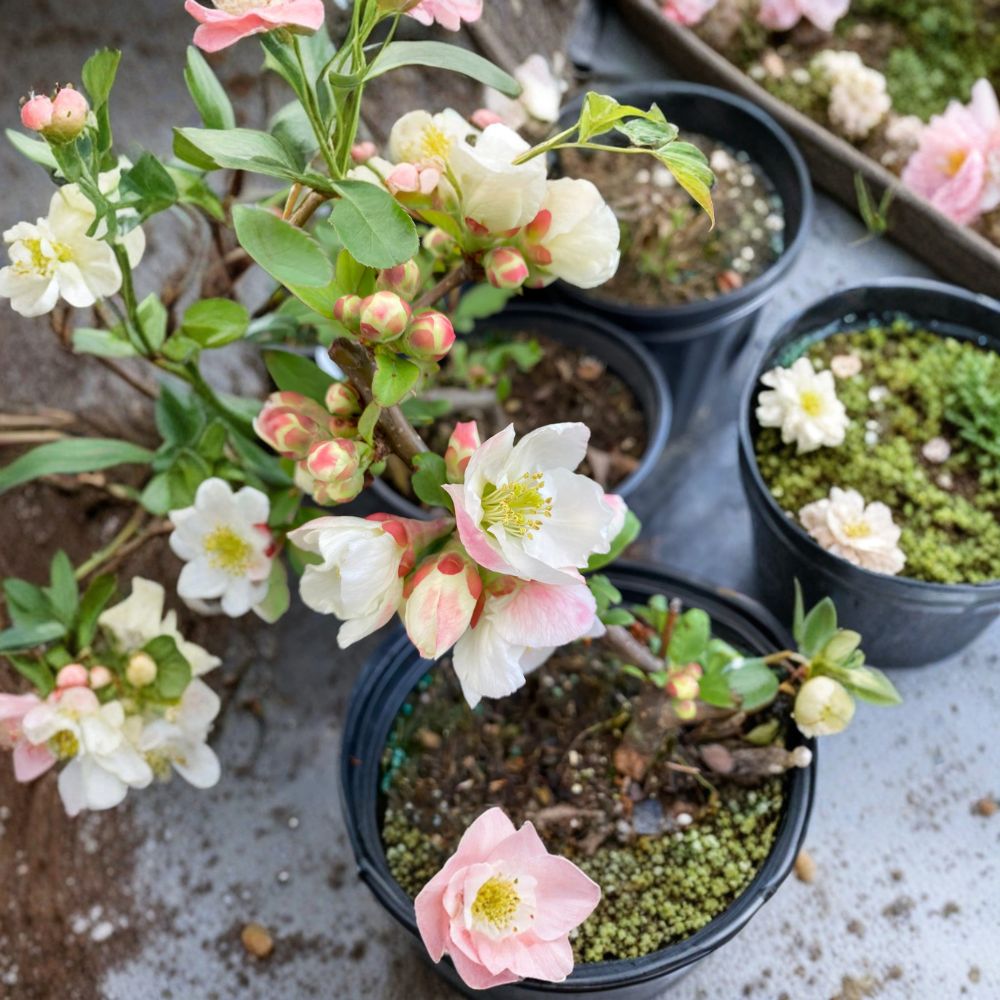 Toyo Nishiki Flowering Quince Live Shrub 2 Gallon Pot Chaenomeles japonica Multi-Color Spring Blooms