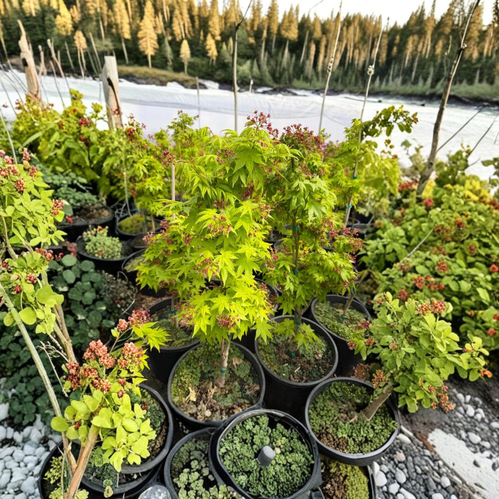 Acer palmatum ‘Summer Gold’ – Golden Yellow Japanese Maple, 20–35 Inch Ornamental Maple for Containers & Gardens
