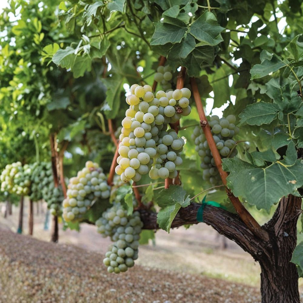 Sauvignon Blanc Grape Plant – Vitis vinifera Live Vine in Nursery Pot – White Wine Grape for Backyard Vineyard and Home Winemaking