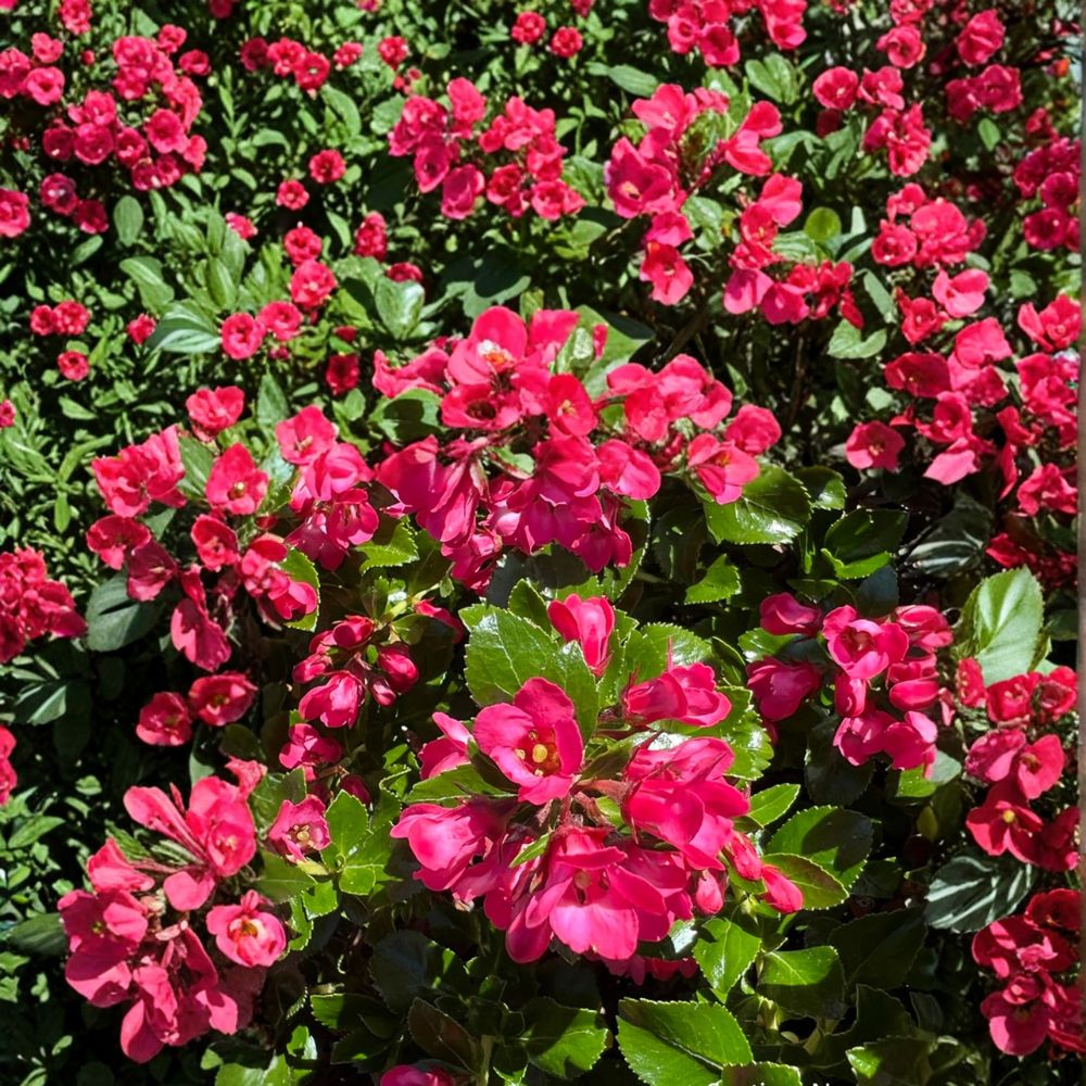 Escallonia Redclaws Live Evergreen Shrub in Nursery Pot with Reddish Pink Flowers, Dense Glossy Foliage, Hardy Landscape Plant