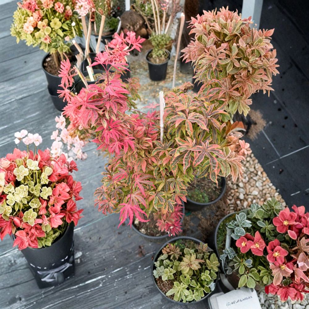 Acer palmatum ‘Geisha Gone Wild’ Pink Variegated Japanese Maple Tree in #3 Container, 25–32 Inches Tall, Rare Collector Plant