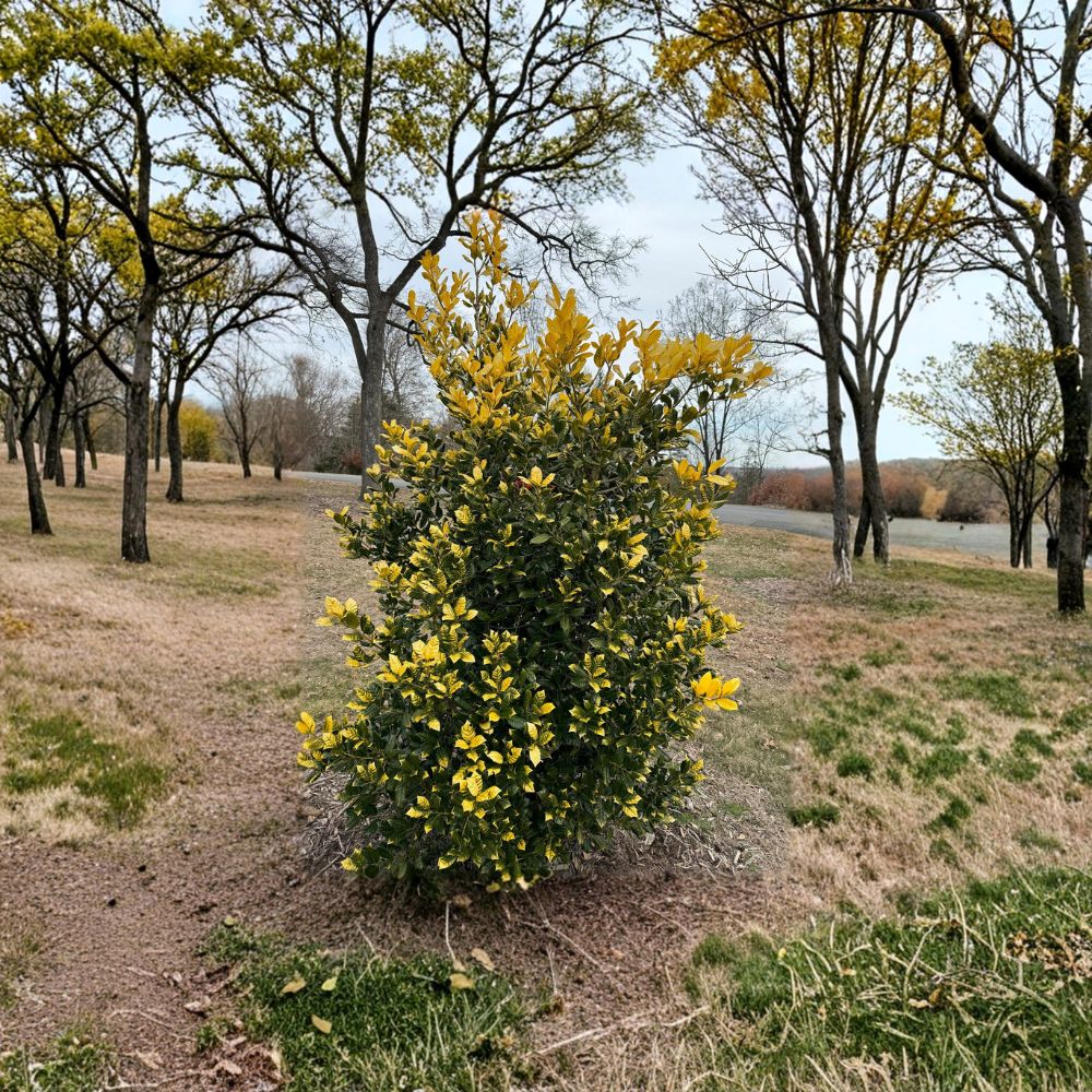Whoa Nellie Holly Live Evergreen Shrub 1 Gallon Pot Golden Nellie Holly Bright Yellow New Growth Landscape Plant