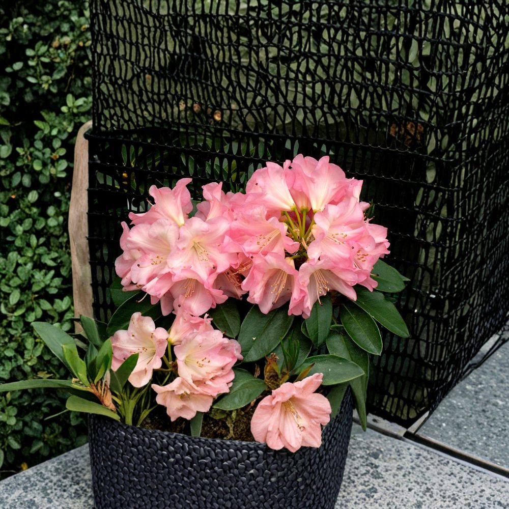 Rhododendron ‘Bruce Brechtbill’ Live Evergreen Shrub | Pink White Yellow Blooms | Award-Winning Hardy Plant | #2 Container Grown