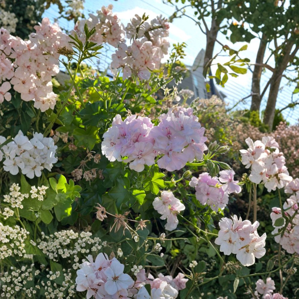White Pink Ivy Geranium Cuttings – Pelargonium peltatum, 2 Live 6-Inch Trailing Plant for Hanging Baskets & Patio