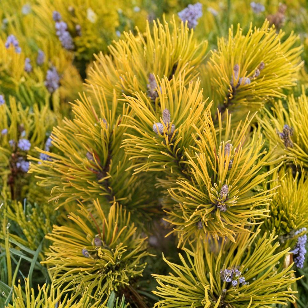 Carsten’s Wintergold Mugo Pine – Live Golden Evergreen Conifer, Dwarf Pinus mugo, 10 Inch Tall Plant, 1 Gallon Pot