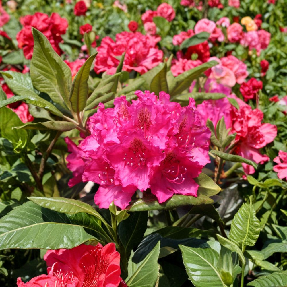 Rhododendron ‘Pearce’s American Beauty’ Evergreen Shrub 12–15 Inch Deep Red Blooms Late Season Garden Plant