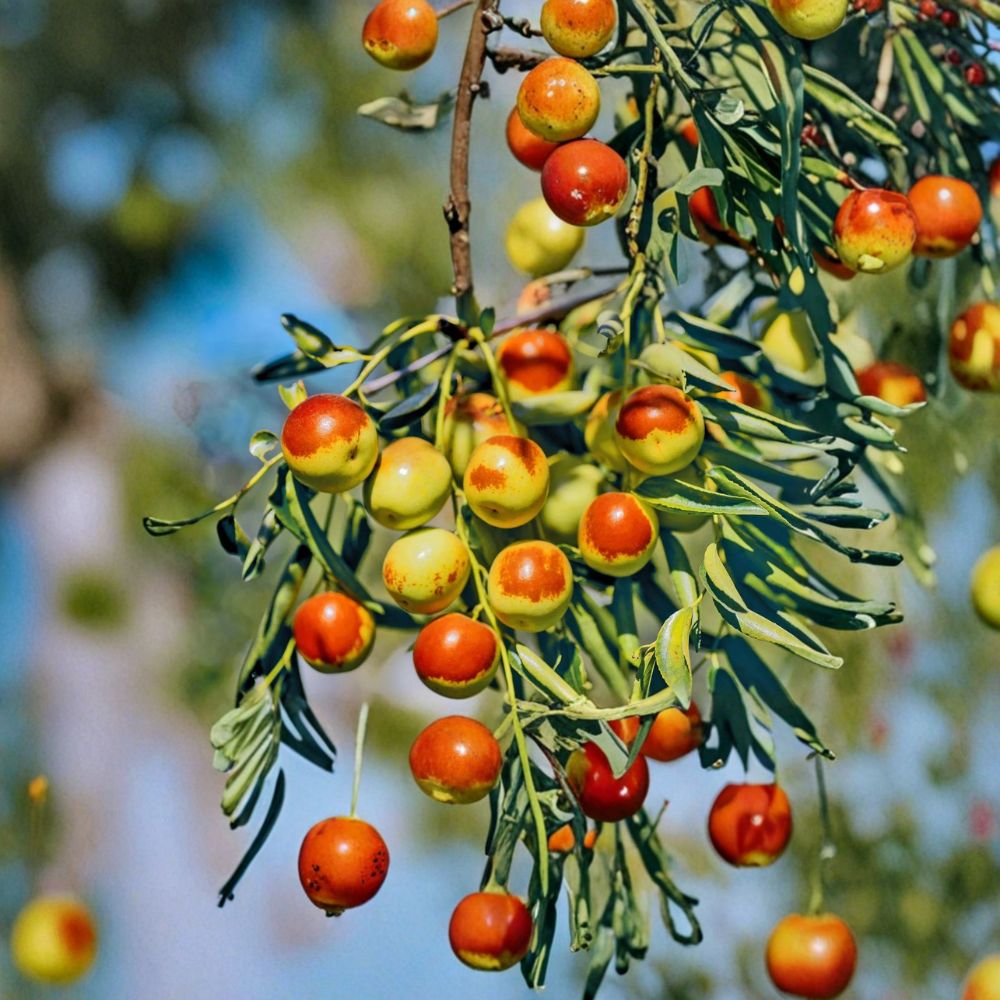 Dong Jujube Plant – Ziziphus jujuba Bare Root Tree | Winter Chinese Date Fruit | Edible Jujube Tree for Garden & Orchard