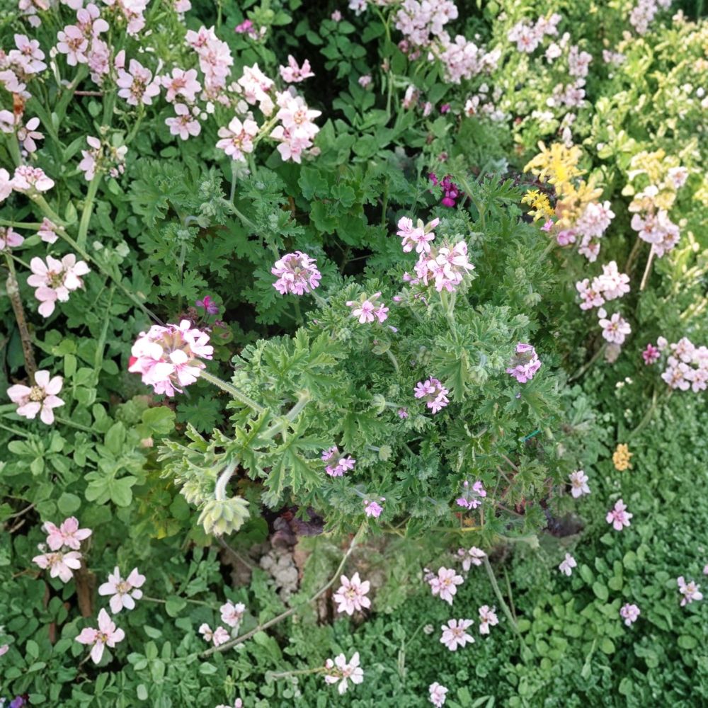 Attar of Roses Geranium Cuttings – Pelargonium capitatum, 4 Live 6-Inch Scented Herb Plant, Fragrant Rose Geranium, Easy to Root