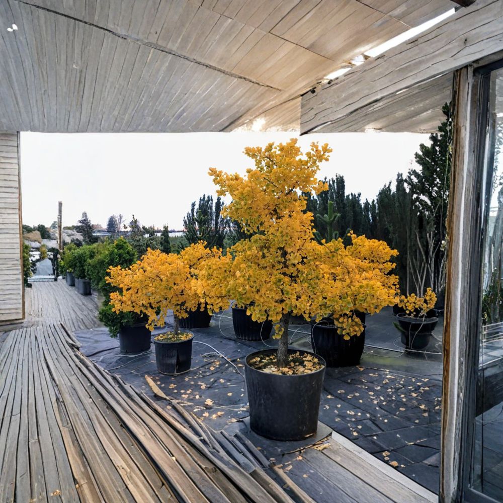 Ginkgo biloba ‘Jade Butterflies’ – Compact Upright Ginkgo Tree in 6" Container, Male Variety with Butterfly-Shaped Leaves