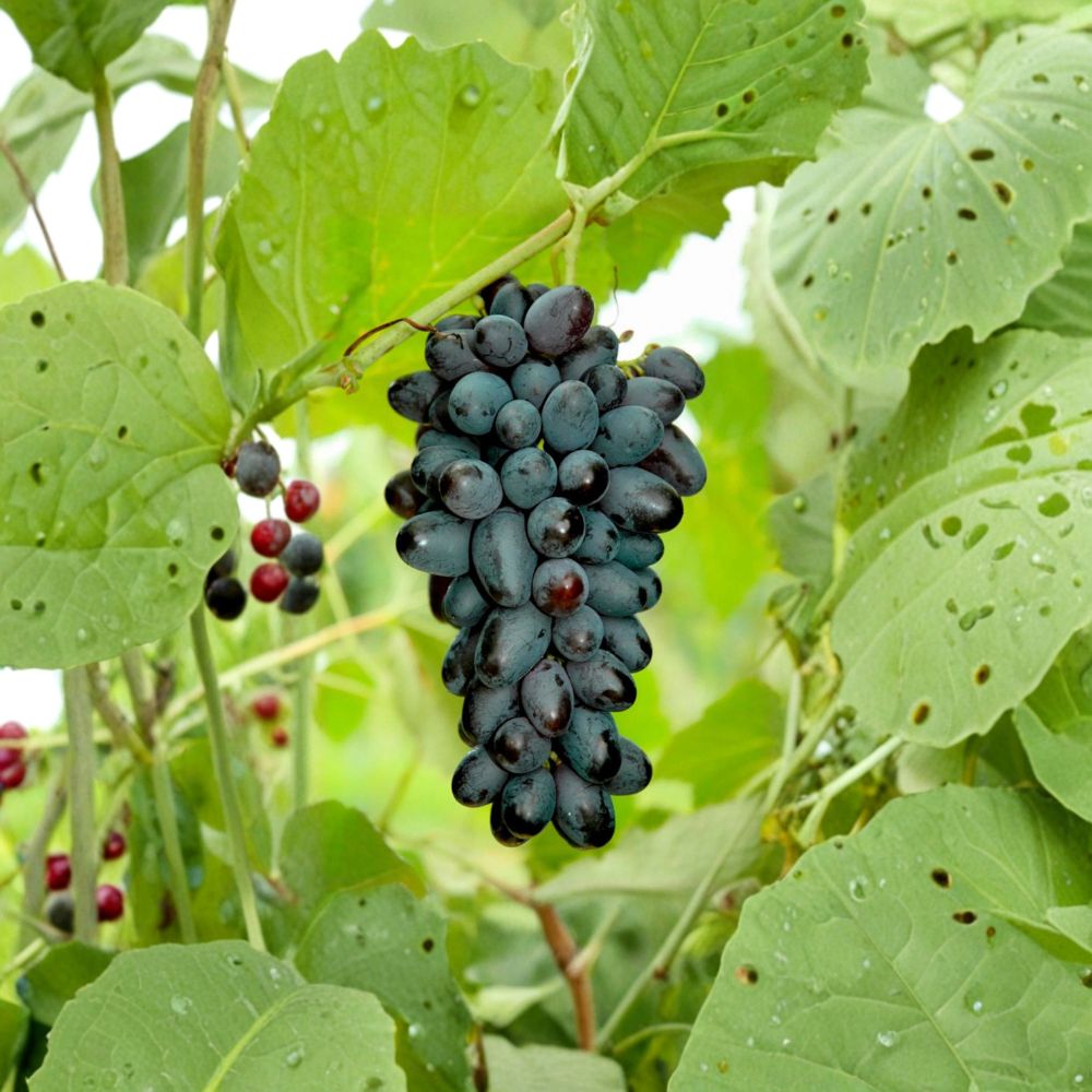 5 Joy Seedless Table Grape Cuttings – Vitis vinifera Live Propagation, Sweet Seedless Grape Variety for Home Gardening