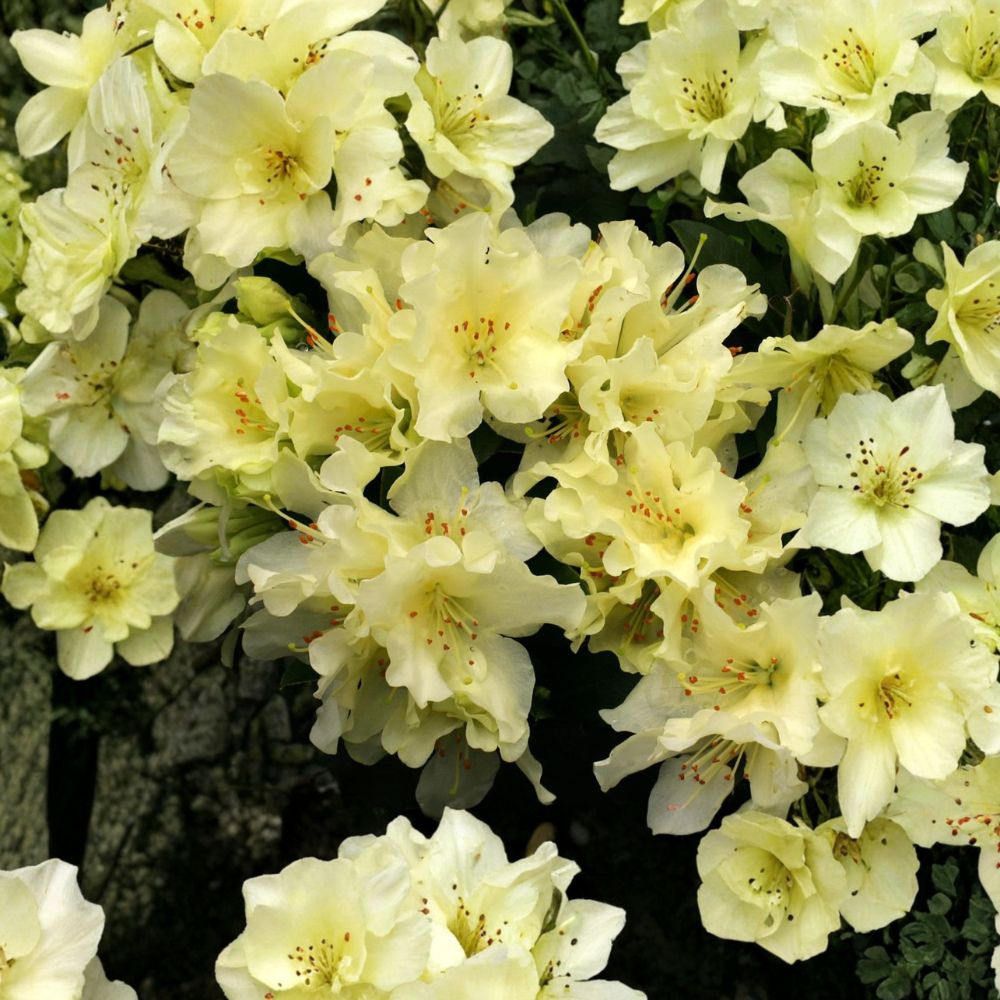 Rhododendron ‘Patty Bee’ Live Evergreen Shrub | Dwarf Yellow Blooming Rhododendron | Cold Hardy Container Plant