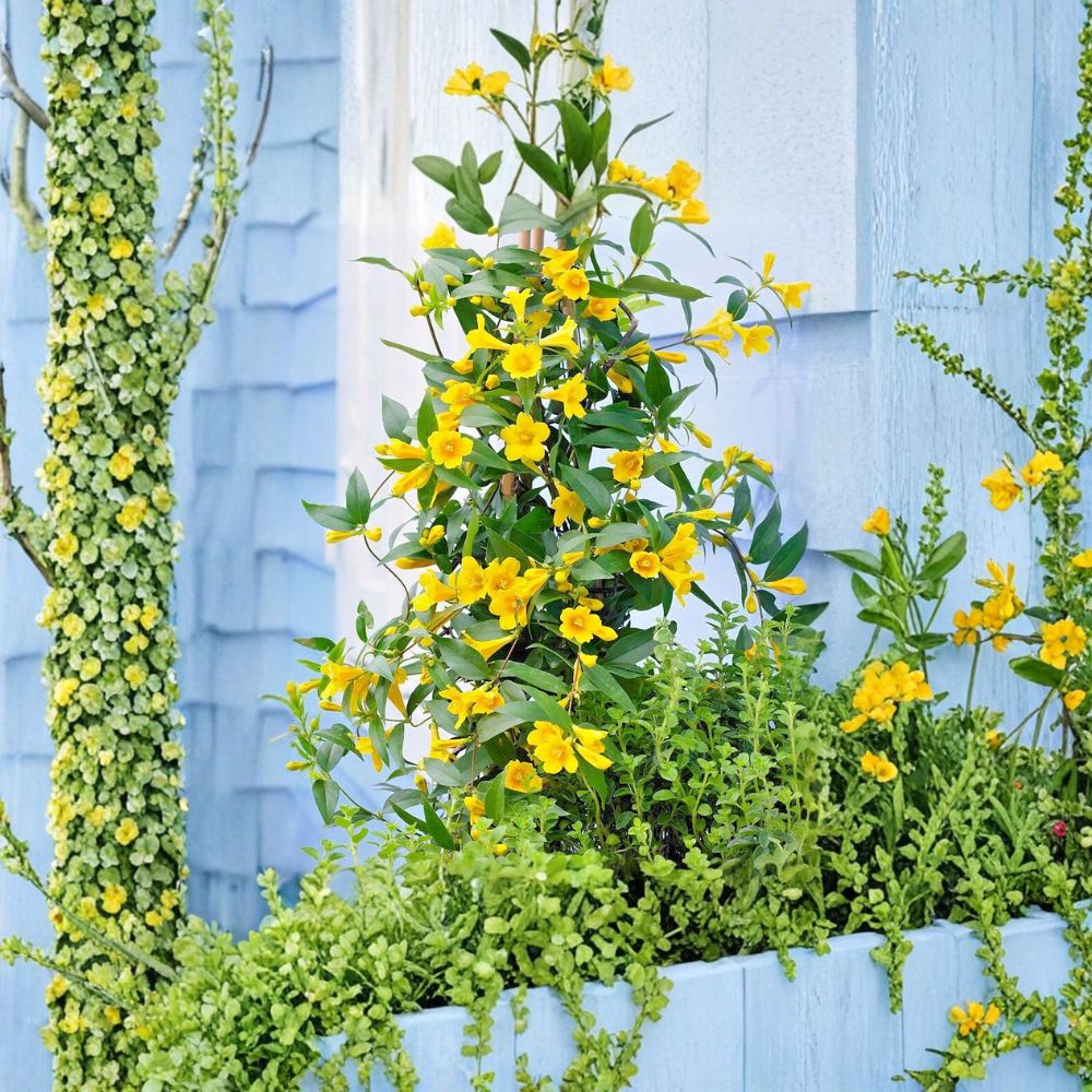 Carolina Jessamine Plants – 25 Live Vines in 3.5" Pots – Yellow Flowering Jasmine Gelsemium sempervirens – Outdoor Climbing Vine