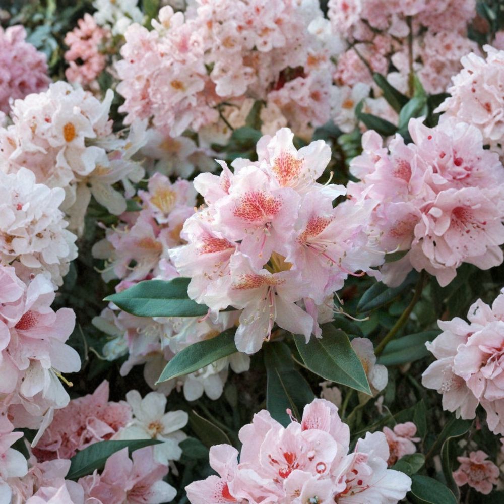 Rhododendron ‘Cunningham’s Blush’ – Evergreen Shrub with Pale Pink White Blooms, Cold Hardy, 15–18 Inch Field Grown Plant