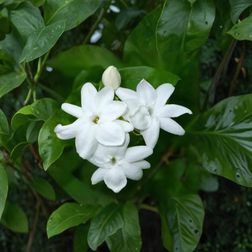 Arabian Jasmine Plant – Jasminum sambac, 4-Inch Pot, Fragrant White Flowers, Indoor Outdoor Starter Plant