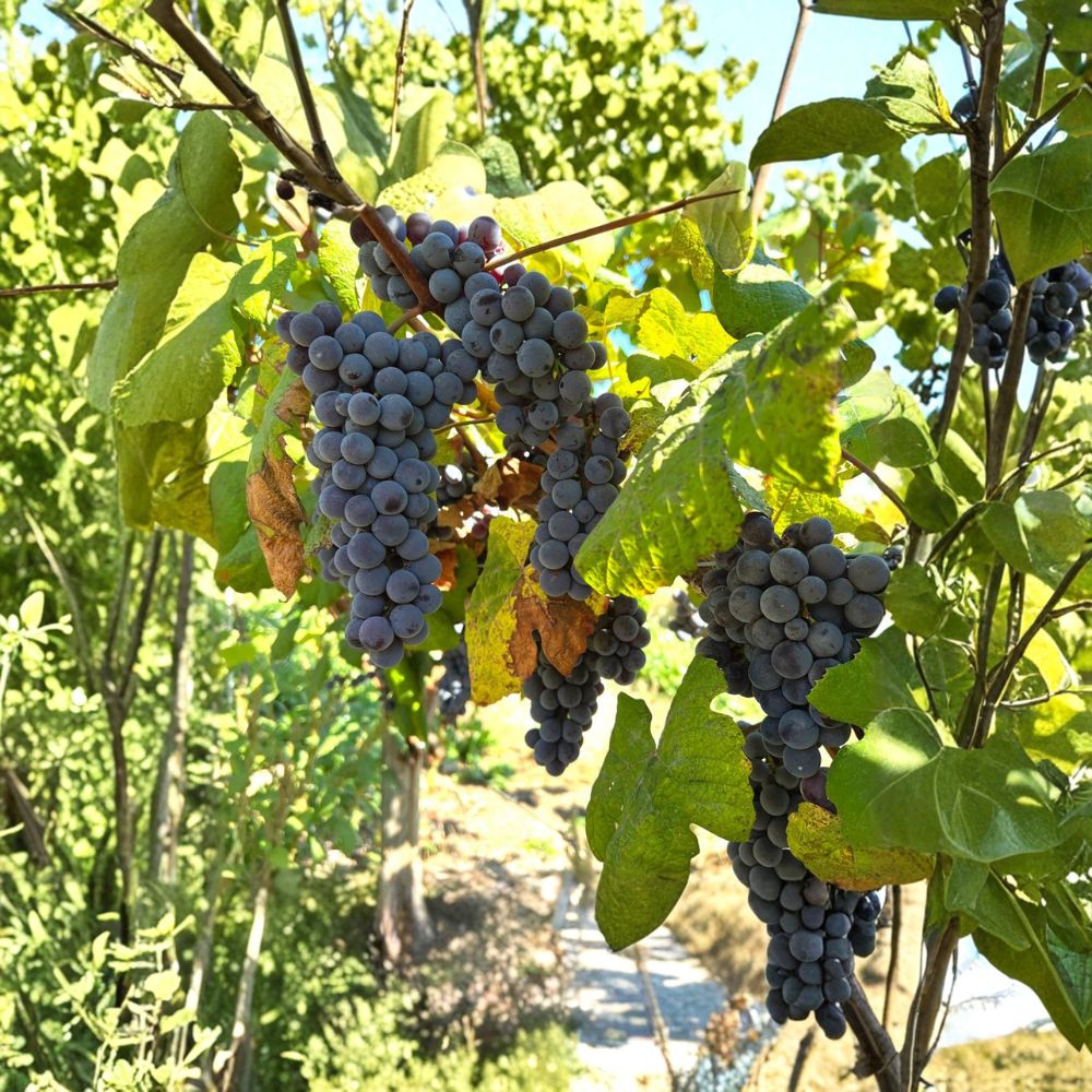 5 Steuben Table Grape Cuttings – Vitis labrusca Live Propagation, Japanese Slip-Skin Grape Variety, Fruit-Bearing Vine, US Seller