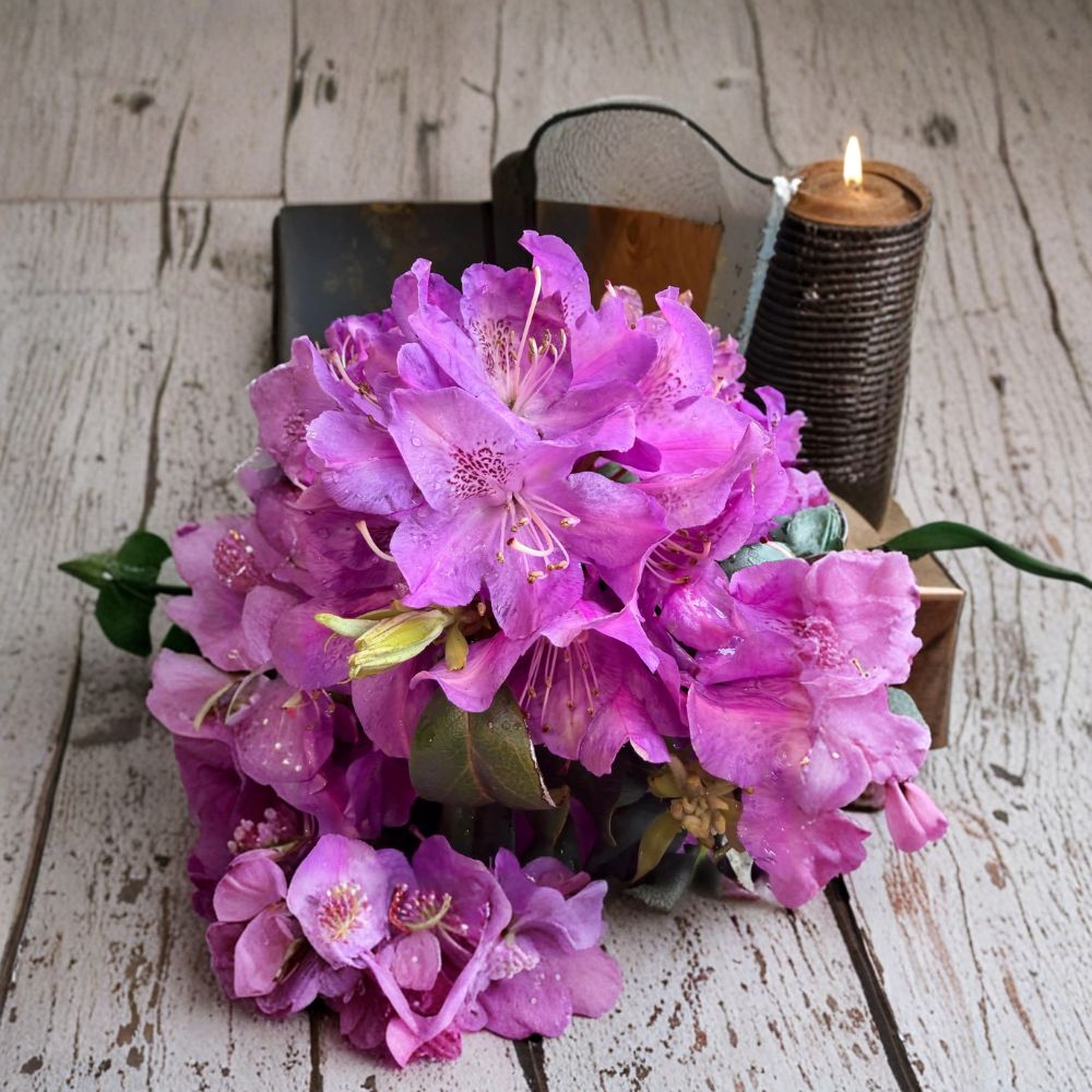 Rhododendron ‘Florence Parks’ Evergreen Shrub | Purple Spring Blooms | 12–15 Inch Field Grown Plant | Hardy in Zones 4-8