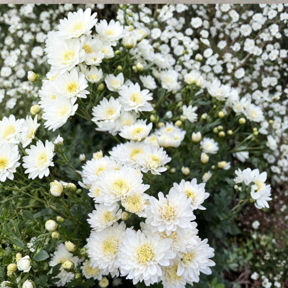2-Pack White Mum Plants – Chrysanthemum Perennial Flowers in Nursery Pots, Hardy Garden Mums for Landscape & Patio