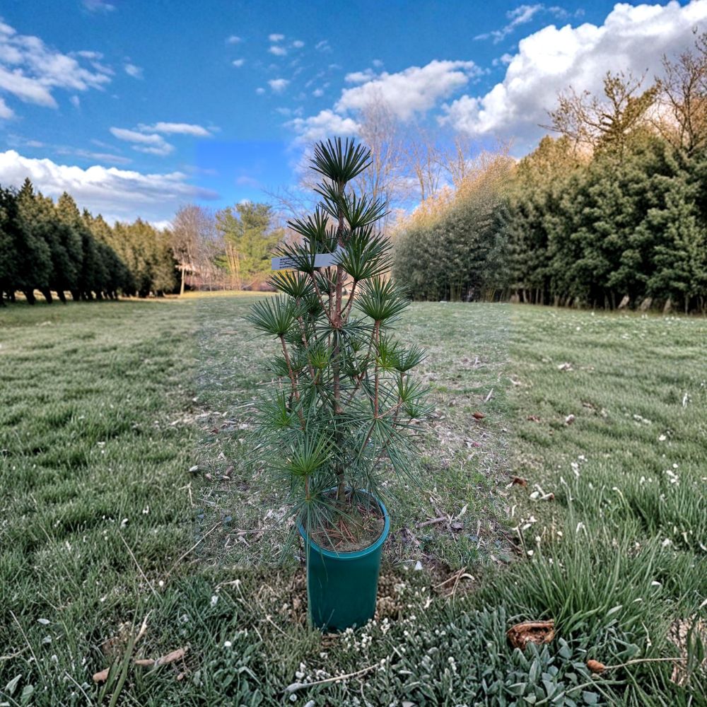 Wintergreen Japanese Umbrella Pine – Live Evergreen Conifer in 2-Gallon Pot | Sciadopitys verticillata Hardy Landscape Tree