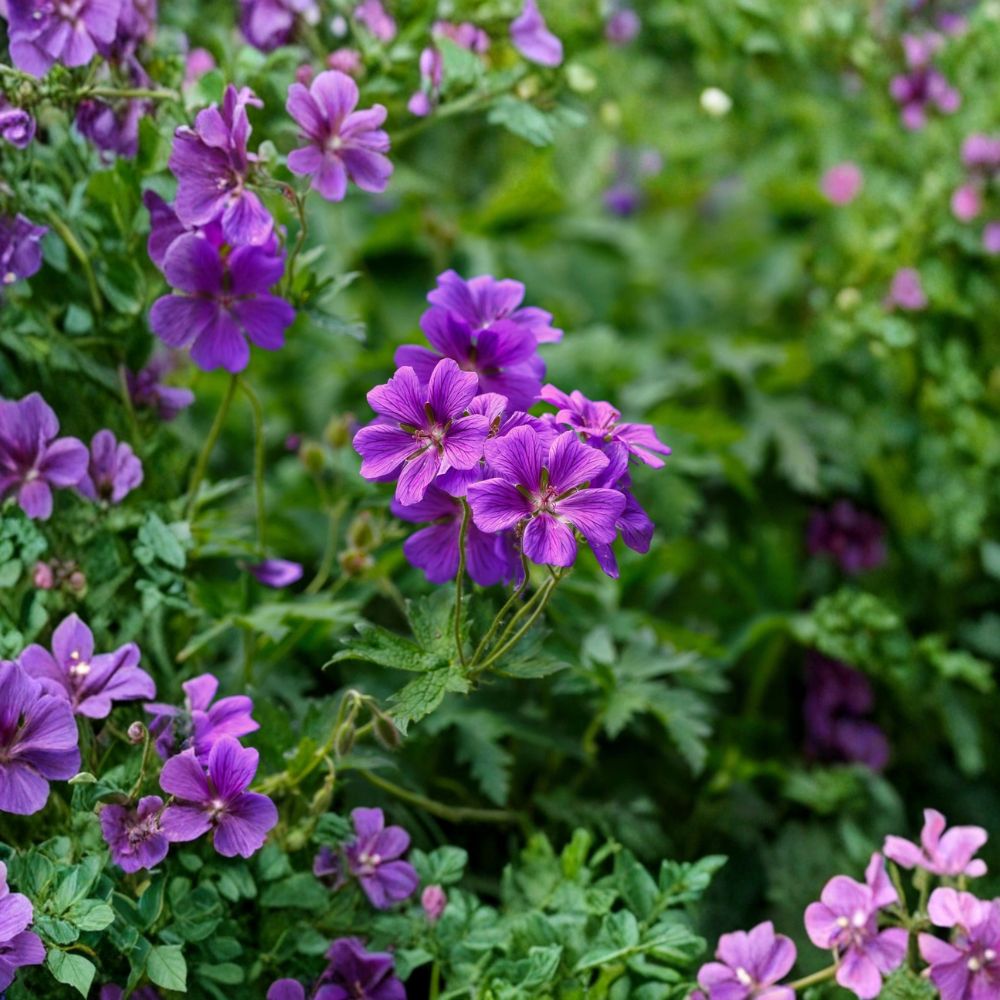 Geranium ‘Kashmir Purple’ Bare Root Plants – Hardy Cranesbill Perennial with Vibrant Purple Summer Blooms
