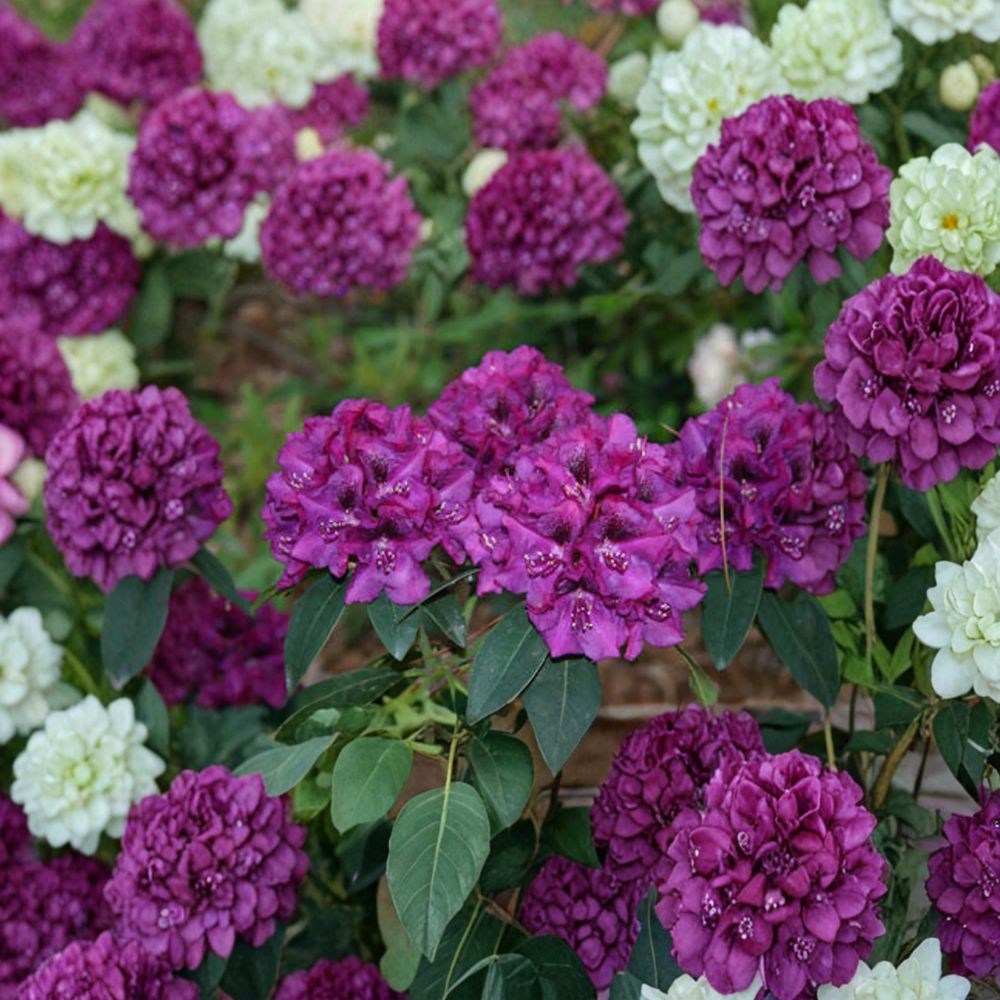 Rhododendron ‘Royal Purple’ – Evergreen Shrub in 2-Container with Deep Purple Blooms and Golden Blotch