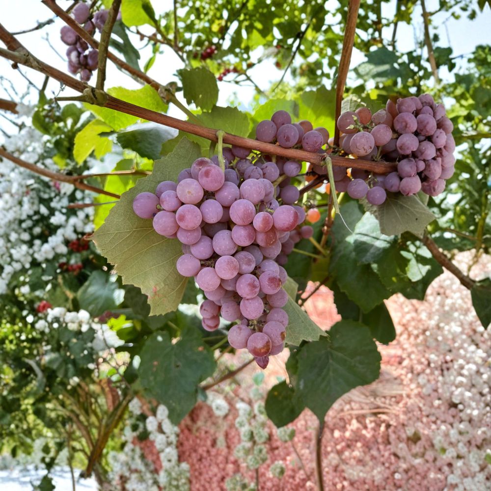 Reliance Seedless Table Grape Plant – Bare Root Red Grape Vine, Cold Hardy, US Seller