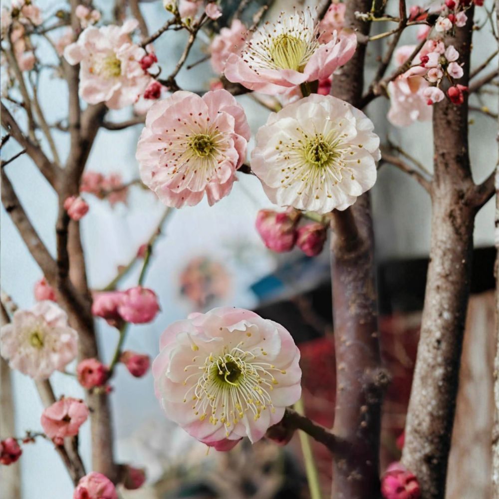 Fufen Ume Flowering Apricot Tree – Live Plant, Pale Pink Blossoms, Classical Ume Bonsai, Prunus mume, 30–36 Inches