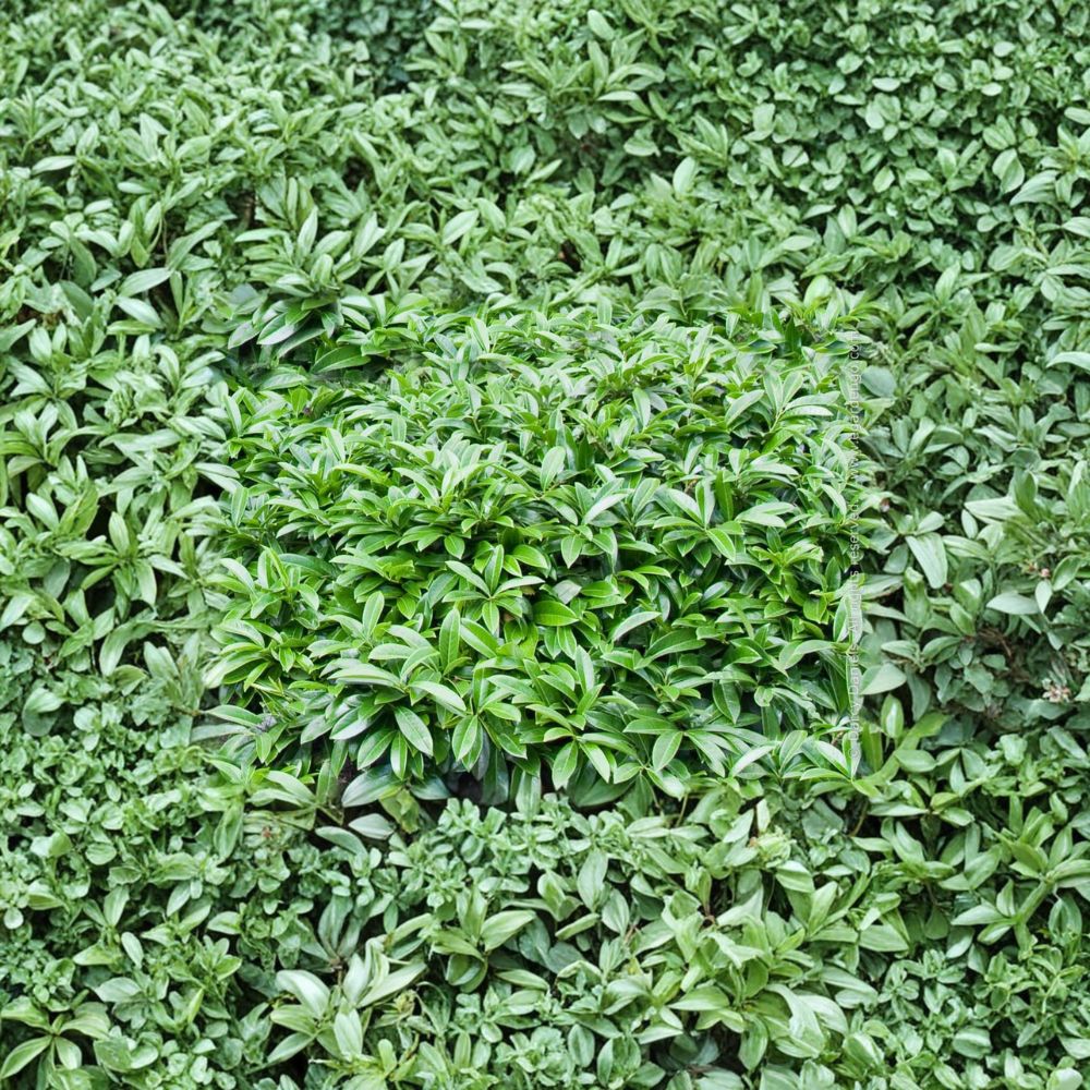 Prunus laurocerasus ‘Mt Vernon’ Dwarf English Laurel Evergreen Shrub, Shade Tolerant Groundcover, #1 Container