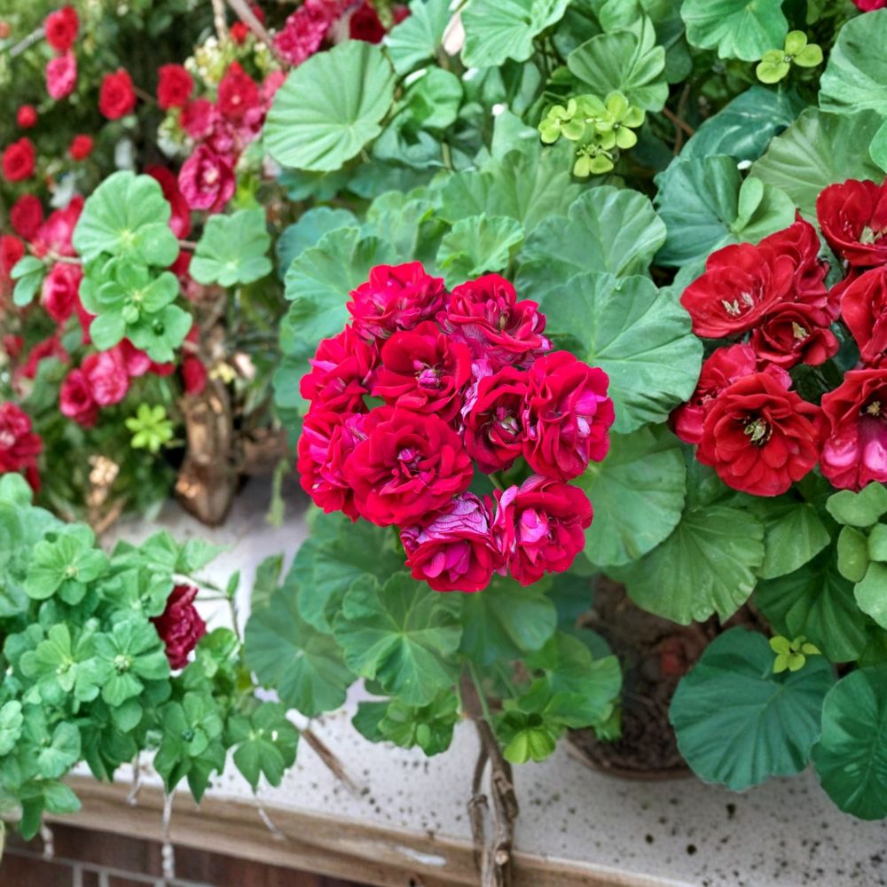 Double Red Geranium Cuttings – 4 Pelargonium Pellets for Patio & Container, Easy to Root, Vibrant Red Blooms, Garden Plant